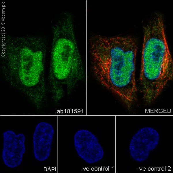 Immunocytochemistry/ Immunofluorescence - Anti-Cyclin A2 antibody [EPR17351] - BSA and Azide free (AB231164)
