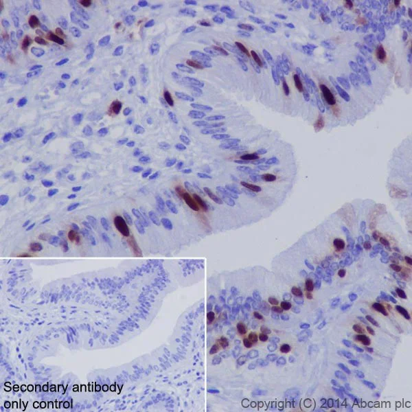 Immunohistochemistry (Formalin/PFA-fixed paraffin-embedded sections) - Anti-Cyclin A2 antibody [EPR17351] - BSA and Azide free (AB231164)