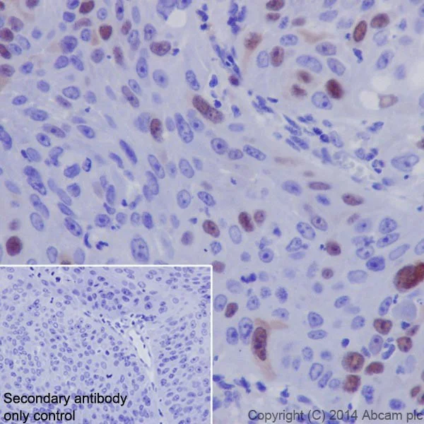 Immunohistochemistry (Formalin/PFA-fixed paraffin-embedded sections) - Anti-Cyclin A2 antibody [EPR17351] - BSA and Azide free (AB231164)