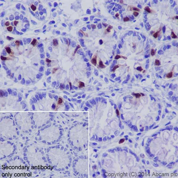 Immunohistochemistry (Formalin/PFA-fixed paraffin-embedded sections) - Anti-Cyclin A2 antibody [EPR17351] - BSA and Azide free (AB231164)