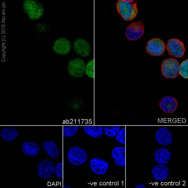 Immunocytochemistry/ Immunofluorescence - Anti-Cyclin A2 antibody [EPRR19346-64] (ab211735), expandable thumbnail