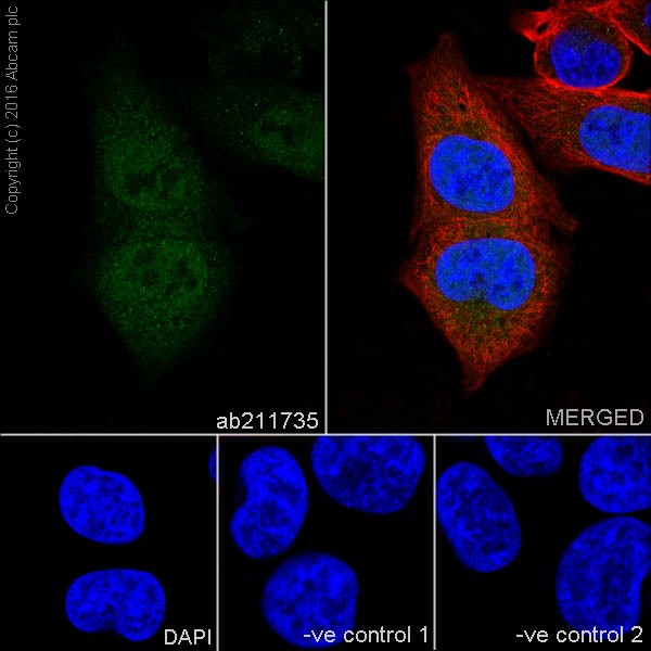 Immunocytochemistry/ Immunofluorescence - Anti-Cyclin A2 antibody [EPRR19346-64] (ab211735), expandable thumbnail