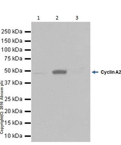 Immunoprecipitation - Anti-Cyclin A2 antibody [EPRR19346-64] (ab211735), expandable thumbnail