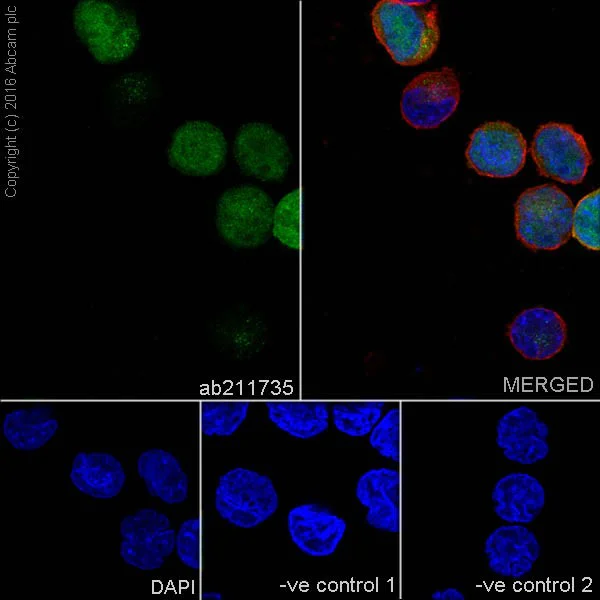 Immunocytochemistry/ Immunofluorescence - Anti-Cyclin A2 antibody [EPRR19346-64] - BSA and Azide free (AB251532)