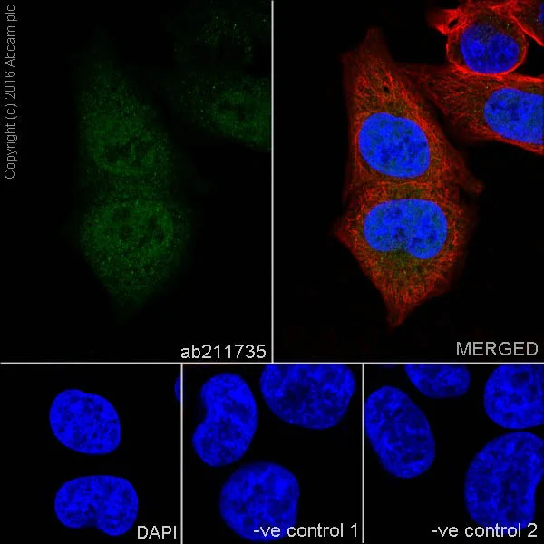 Immunocytochemistry/ Immunofluorescence - Anti-Cyclin A2 antibody [EPRR19346-64] - BSA and Azide free (AB251532)