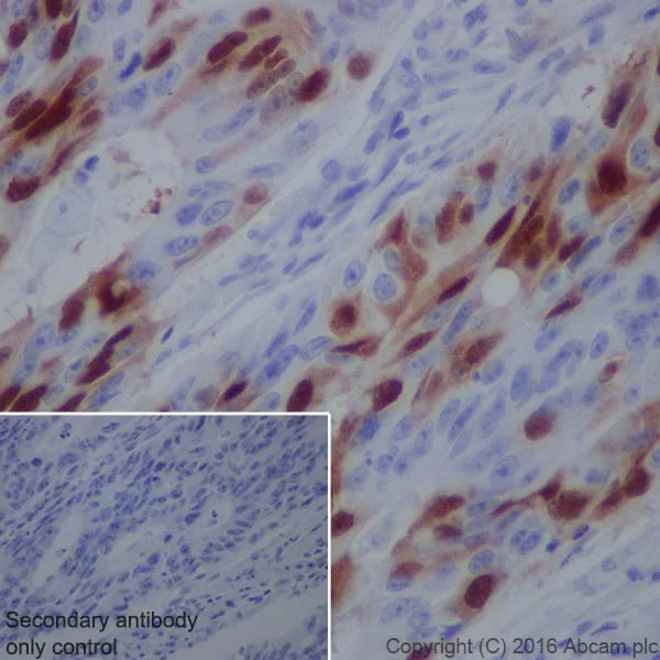 Immunohistochemistry (Formalin/PFA-fixed paraffin-embedded sections) - Anti-Cyclin A2 antibody [EPRR19346-64] - BSA and Azide free (AB251532)