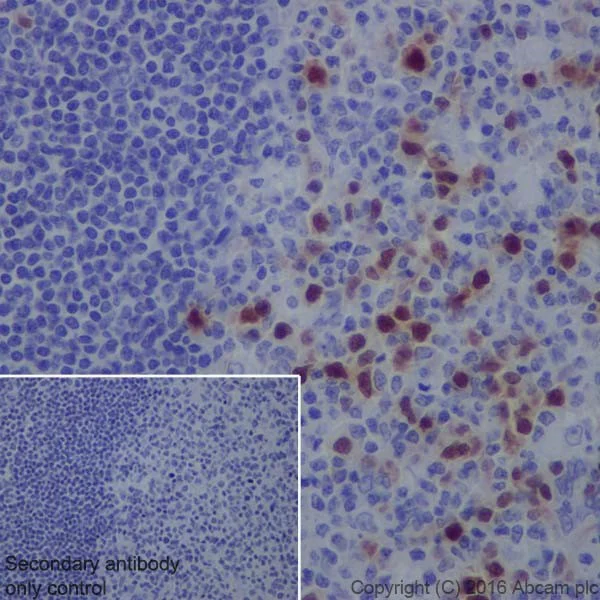 Immunohistochemistry (Formalin/PFA-fixed paraffin-embedded sections) - Anti-Cyclin A2 antibody [EPRR19346-64] - BSA and Azide free (AB251532)