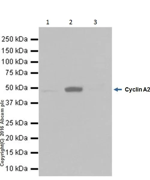 Immunoprecipitation - Anti-Cyclin A2 antibody [EPRR19346-64] - BSA and Azide free (AB251532)