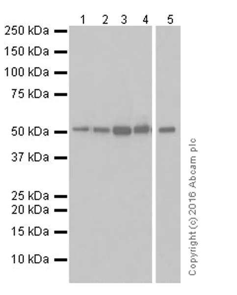 Western blot - Anti-Cyclin A2 antibody [EPRR19346-64] - BSA and Azide free (AB251532)