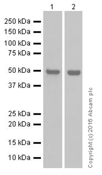 Western blot - Anti-Cyclin A2 antibody [EPRR19346-64] - BSA and Azide free (AB251532)