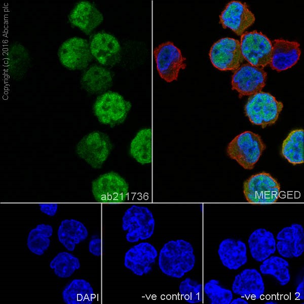 Immunocytochemistry/ Immunofluorescence - Anti-Cyclin A2 antibody [EPRR19346] (AB211736), expandable thumbnail