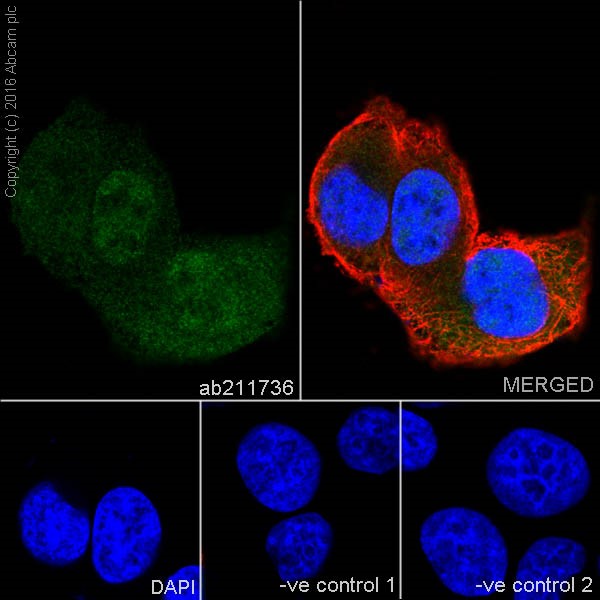Immunocytochemistry/ Immunofluorescence - Anti-Cyclin A2 antibody [EPRR19346] (AB211736), expandable thumbnail