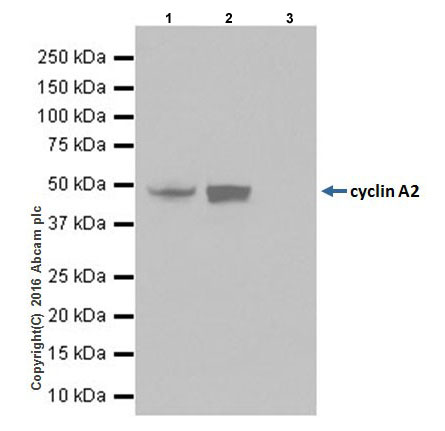 Immunoprecipitation - Anti-Cyclin A2 antibody [EPRR19346] (ab211736), expandable thumbnail