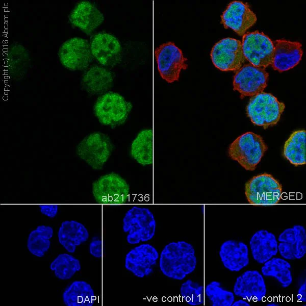 Immunocytochemistry/ Immunofluorescence - Anti-Cyclin A2 antibody [EPRR19346] - BSA and Azide free (AB251533)