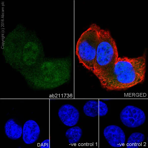 Immunocytochemistry/ Immunofluorescence - Anti-Cyclin A2 antibody [EPRR19346] - BSA and Azide free (AB251533)