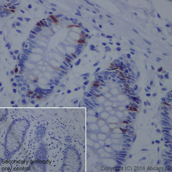Immunohistochemistry (Formalin/PFA-fixed paraffin-embedded sections) - Anti-Cyclin A2 antibody [EPRR19346] - BSA and Azide free (AB251533)