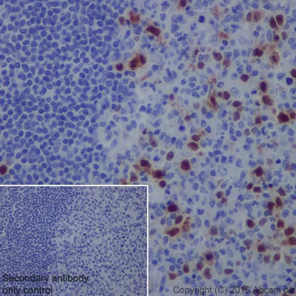 Immunohistochemistry (Formalin/PFA-fixed paraffin-embedded sections) - Anti-Cyclin A2 antibody [EPRR19346] - BSA and Azide free (AB251533)