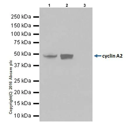 Immunoprecipitation - Anti-Cyclin A2 antibody [EPRR19346] - BSA and Azide free (AB251533)