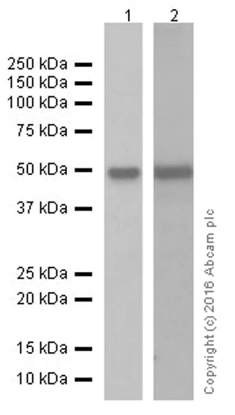 Western blot - Anti-Cyclin A2 antibody [EPRR19346] - BSA and Azide free (AB251533)
