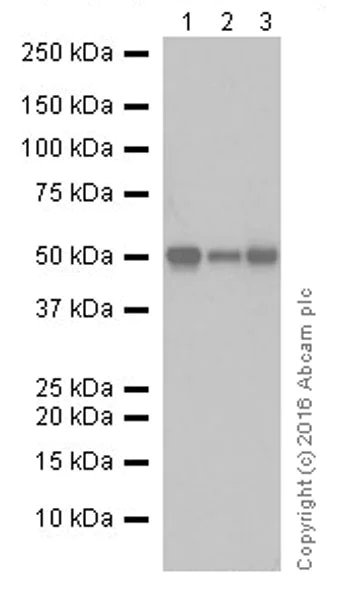 Western blot - Anti-Cyclin A2 antibody [EPRR19346] - BSA and Azide free (AB251533)