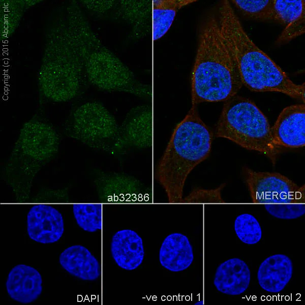 Immunocytochemistry/ Immunofluorescence - Anti-Cyclin A2 antibody [Y193] (AB32386)