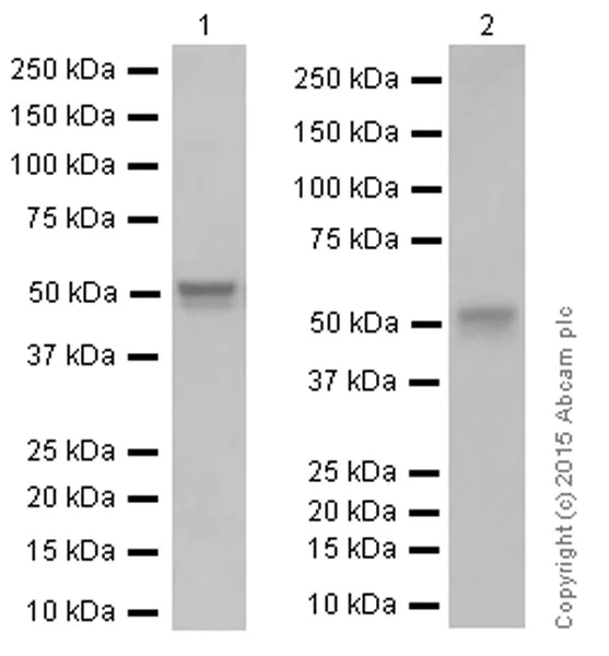 Western blot - Anti-Cyclin A2 antibody [Y193] (AB32386)