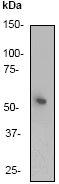 Western blot - Anti-Cyclin A2 antibody [Y193] (AB32386)