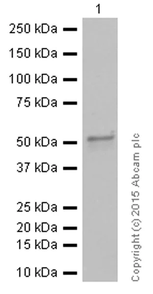 Western blot - Anti-Cyclin A2 antibody [Y193] (AB32386)