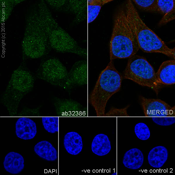 Immunocytochemistry/ Immunofluorescence - Anti-Cyclin A2 antibody [Y193] - BSA and Azide free (AB167392)