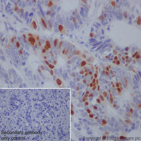 Immunohistochemistry (Formalin/PFA-fixed paraffin-embedded sections) - Anti-Cyclin A2 antibody [Y193] - BSA and Azide free (AB167392)