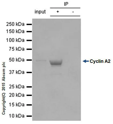 Immunoprecipitation - Anti-Cyclin A2 antibody [Y193] - BSA and Azide free (AB167392)