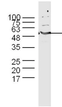 Western blot - Anti-Cyclin B1 antibody (AB215436)