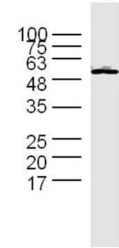 Western blot - Anti-Cyclin B1 antibody (AB215436)