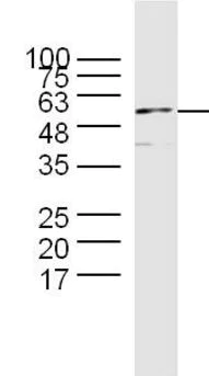 Western blot - Anti-Cyclin B1 antibody (AB215436)