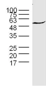 Western blot - Anti-Cyclin B1 antibody (AB215436)