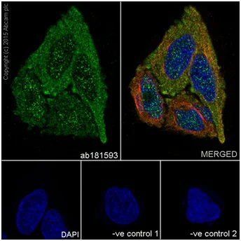 Immunocytochemistry/ Immunofluorescence - Anti-Cyclin B1 antibody [EPR17060] (AB181593)