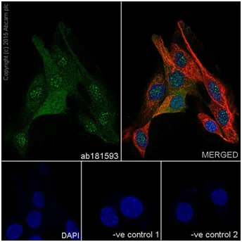 Immunocytochemistry/ Immunofluorescence - Anti-Cyclin B1 antibody [EPR17060] (AB181593)