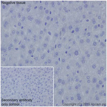 Immunohistochemistry (Formalin/PFA-fixed paraffin-embedded sections) - Anti-Cyclin B1 antibody [EPR17060] (AB181593)