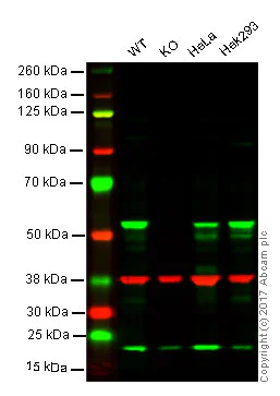 Western blot - Anti-Cyclin B1 antibody [EPR17060] (AB181593)