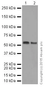 Western blot - Anti-Cyclin B1 antibody [EPR17060] (AB181593)