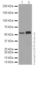Western blot - Anti-Cyclin B1 antibody [EPR17060] (AB181593)