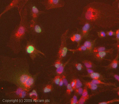 Immunocytochemistry/ Immunofluorescence - Anti-Cyclin B1 antibody [V92.1] (AB18221)
