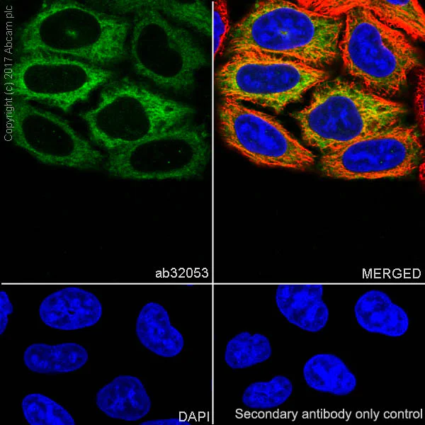 Immunocytochemistry/ Immunofluorescence - Anti-Cyclin B1 antibody [Y106] (AB32053)