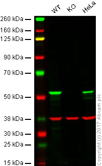 Western blot - Anti-Cyclin B1 antibody [Y106] (AB32053)