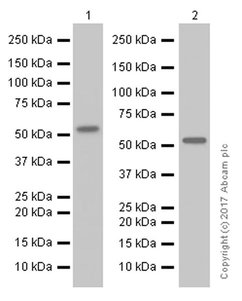 Western blot - Anti-Cyclin B1 antibody [Y106] (AB32053)