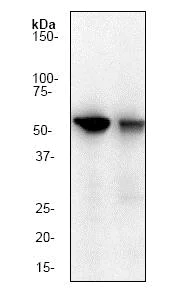 Western blot - Anti-Cyclin B1 antibody [Y106] (AB32053)