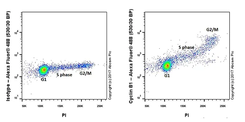 Flow Cytometry (Intracellular) - Anti-Cyclin B1 antibody [Y106] - BSA and Azide free (AB156447)