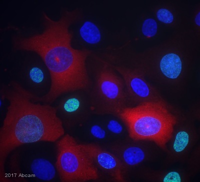 Immunocytochemistry/ Immunofluorescence - Anti-Cyclin B1 antibody [Y106] - BSA and Azide free (AB156447)