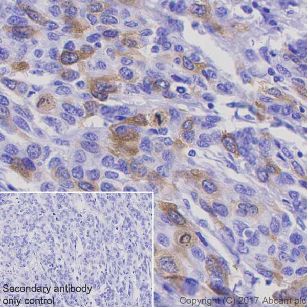 Immunohistochemistry (Formalin/PFA-fixed paraffin-embedded sections) - Anti-Cyclin B1 antibody [Y106] - BSA and Azide free (AB156447)