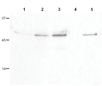 Western blot - Anti-Cyclin B1 (phospho S126) antibody (AB3488)